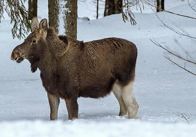 Охотник во время преследования лося расстался с жизнью